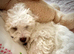 Bichon frise boy