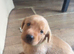 Puppies for sale