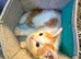 2 gorgeous male kittens for sale