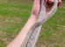 Adult cb21 pewter bloodred corn snake female