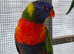 Rainbow Lorikeets  for sale