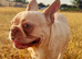 Loving Adult-Only Home Needed for Pops