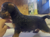 Lakeland terrier