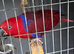 Beautiful tame female Eclectus parrot