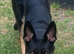 Girl puppy free 2 good home