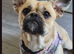 Frenchie cross shiatsu