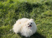 RARE DOLL TEDDY KOREAN PUPPIES