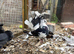 Black and white Pied Indian Fantail