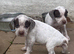 Braque du borbonnais puppies