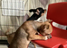 Chihuahuajack puppies for sale