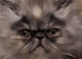 Stunning pure bred persian kittens bridgwater
