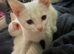 Full white kittens