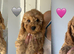 Last F1B Female Fully Vaccinated Cockapoo