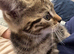 9 week old kitten