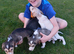 Saluki puppies kc registered