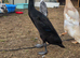 Indian runner ducks