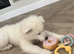 12 week girl Samoyed