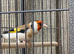 Siberian goldfinch for sale