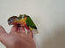 Fully tame Baby suncheek & Greencheek hand rearing