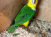 White bellied Caquire x2 males