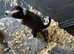 super border collies merles and black and whitd