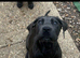 2 beautiful cane corso pups x