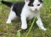 Kittens ready to leave now&hellip;!!!