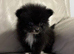 Tiny Pomeranian puppies