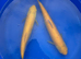 Albino Grass carp