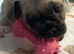 Mixed breed puppy