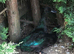 STUNNING BONDED PAIR OF CAYUGA DUCKS