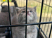 Mainecoon silver READY NOW