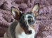 2 male Jack Russell pups