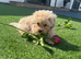 Quality stunning teddy faced Asian Maltipoo