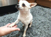 Tea cup Tiny chihuahua