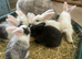 Continental Giant X Giant Papillon babies
