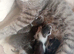 White and tabby kittens