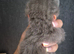 2 blue British Shorthair male kittens