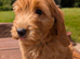 Quality DNA clear Cockapoo puppies from Licensed Breeder