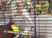 Baby budgies