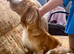 Last boy Cocker spaniel