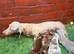 Miniature dachshund