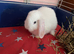 Male Mini lop rabbit