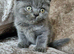 3 pedigree British blue shorthairs kittens