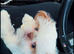 Reduced KC registered IMPERIAL SHIH TZU female puppy