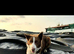 Collie x lab