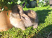 Mini Lop