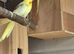 5 cockatiels for sale