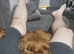 Teddy Ruby cavalier male