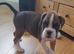 Boxer puppis  for  sale